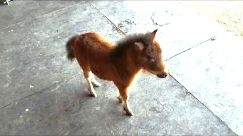 Little baby horse..