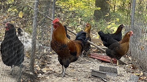 What Breed is This? #rooster #chickens #farm #homestead Chamberlin Family Farms “Naturally Good”