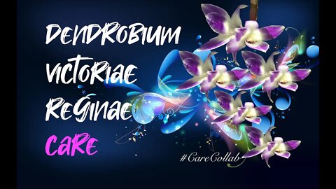 Dendrobium victoriae-reginae CARE, hot dry Mediterranean Climate | Against all odds #CareCollab