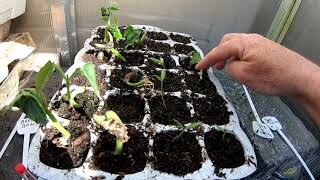 Lee Valley Seed Starting Trays - Unboxing to Planting Seedlings - Part 2