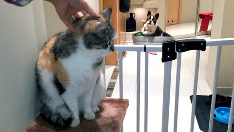 Pixel the French Bulldog is extremely jealous of family cat