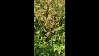 Coriander first phase going to seed