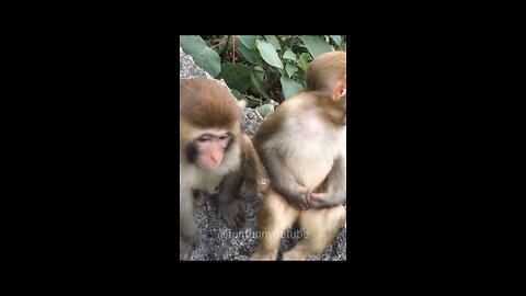 Funny Monkey Love Story (Part -1)