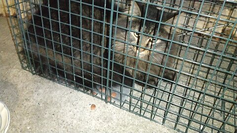 Majestic Maine Coon Cat Caught in Trap Black & Brown