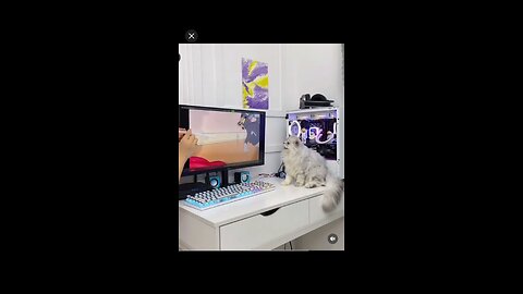 Beautiful funny cat video in 2023