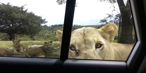 Lion opens car door!