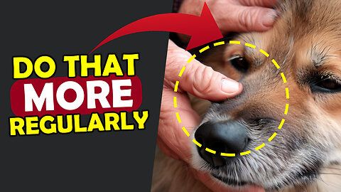 17 THINGS YOU DO WAY TOO RARELY FOR YOUR DOG