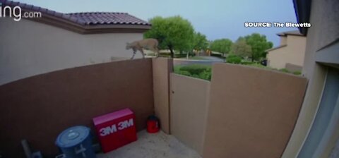 Bobcat caught on video in Henderson