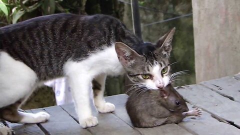 Cat vs Mouse Fight. Funniest moments. Tom and Jerry real life.