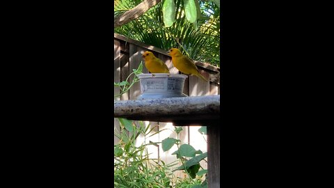 Our Backyard Canaries are Hungry