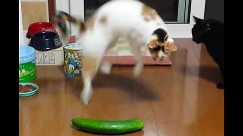 Cats Scared by Cucumbers