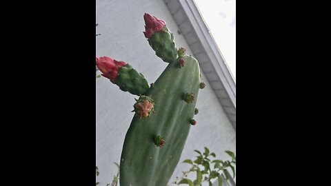 Cochinial Nopal Cactus magyarul, angol felirattal