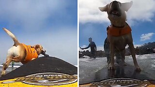 Surfing dog isn't waiting for anyone