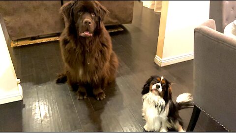 Newfie and Cavalier play game of hide-and-seek together