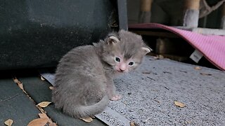 Kittens