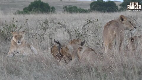 Enkoyonai Lion Pride With Two Baboons | Maasai Mara Safari | Zebra Plains