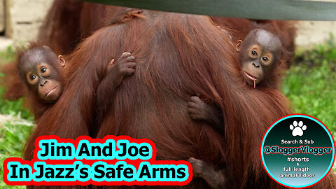 Jazz's Protective Instincts - Dudley Zoo Alarm Startles Orangutans