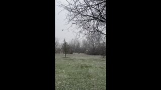 Big Giant April Snow Flakes