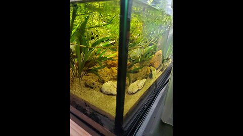 Dirted Filter-less tank update