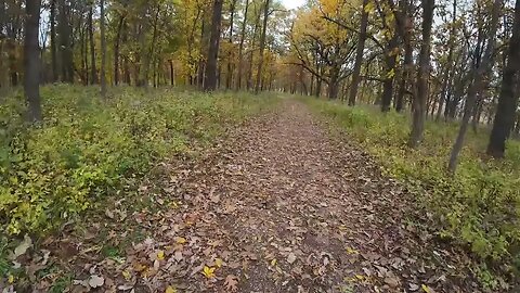 Carl's woods wilderness trail test stream