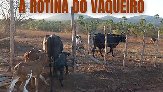 CUIDANDO DAS VACAS NO CERCARDO | RAIZES DO REI