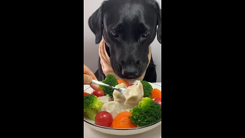 Dog eating like a Human Part: 01