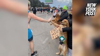 Dogs give 'free high fives' at the Austin Marathon 2022