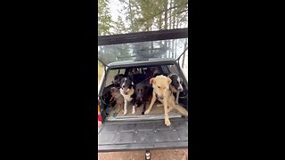Dogs think they own the car