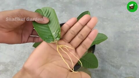 How to grow guava trees from guava leaves