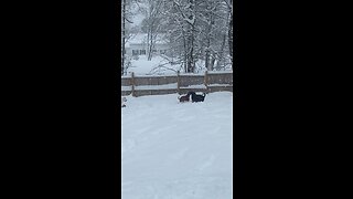 Dogs playin in the snow