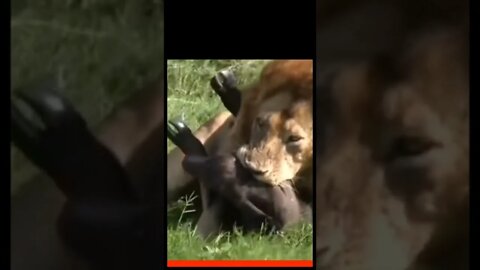 Lion attacked baby buffalo