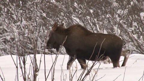 Young Moose Browsing in the Snow Covered Bushes