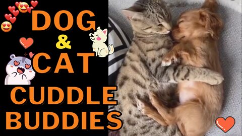 Cats and Dogs Cuddling Compilation - Adorable Clips of Doggies Snuggling With Kitties