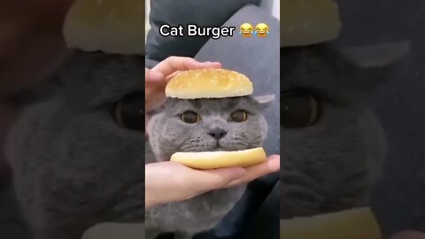 Viral cat! cute cat🥰😍❤️ #shorts #ytshorts #trending #viral #cat #cute #cats