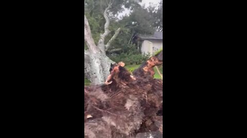 Hurricane Ian knocks down large tree in the Raintree area of Temple Terrace