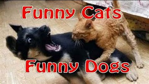 funny cat vedio