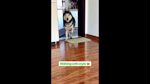 Dancing Dog