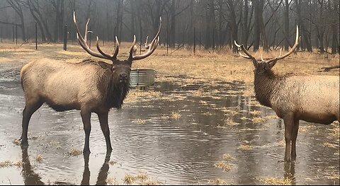 Elks Showing Off