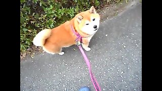 I went for a walk and saw an extremely cute shiba dog
