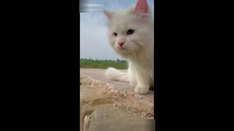 Cats-cat videos-Baby cats-cute and funny cat videos #2 | PAW Animals