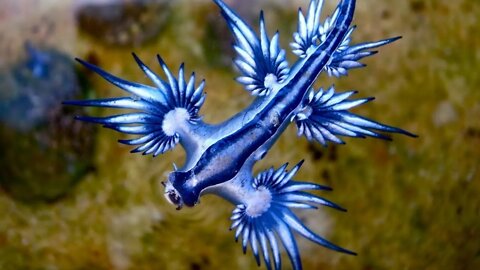 O Dragão Azul (Glaucus-Atlanticus)