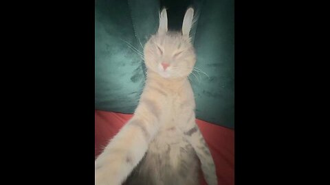 My Sleepy 💤 cat video 😱
