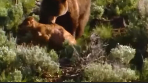 The brutality of bears in preying on deer calves