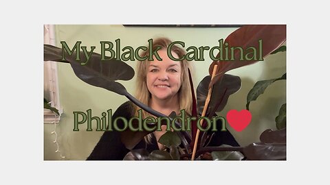 Philodendron Black Cardinal Care and Cleaning Tips and WOW the variegated version 🤤