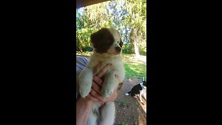 Tiny, Mini American Shepherd