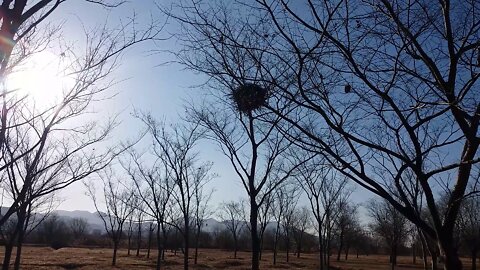 Bird's nest on a tree.