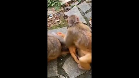 amazing monkey video