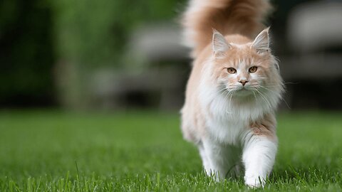 Maine Coon est une race de chats à poil mi long