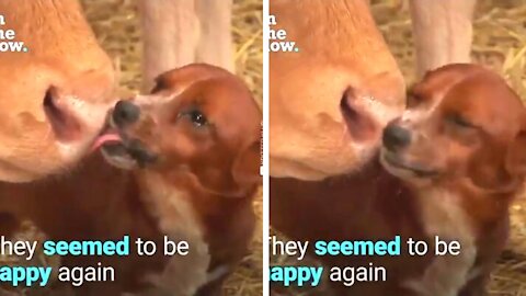 Heartful Moment - cute Puppy Dog Love The Cow