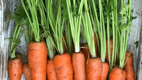 CARROT GERMINATION Tip: Keep seeds from drying out even in HOT WEATHER